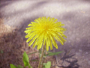 luma16