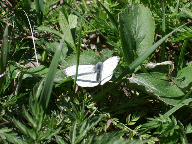 luma24