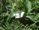 luma24
